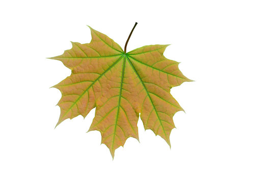 Young leaf of a maple.