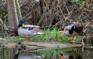Ducks arranged yoga class on the shore of the pond.