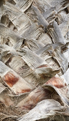 Close up picture of a palm tree trunk, natural background or texture, selective focus.