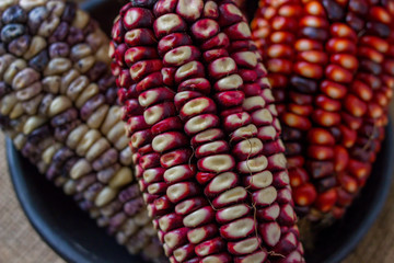 Andean maize varietes - macro