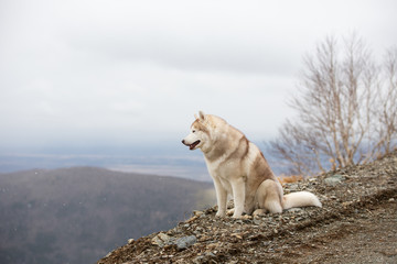 Gorgeous and free beige and white Siberian husky dog sitting on the hill. A dog on a natural background.