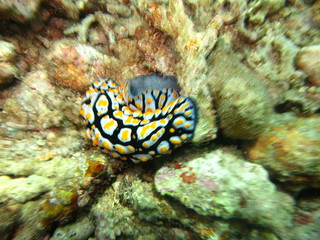 Babosa de mar en el coral