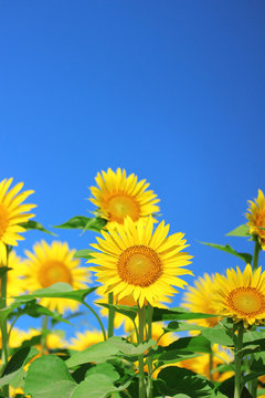 30 253 件の最適な ひまわり畑 青空 画像 ストック写真 ベクター Adobe Stock 30 253 件の最適な ひまわり畑 青空 画像 ストック写真 ベクター Adobe Stock