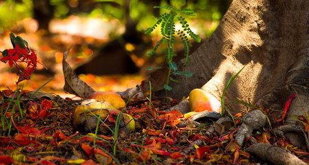 autumn leaves in forest and mangoes