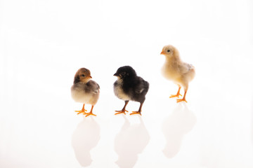 chicks of different colors posing together