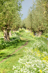 Meandering path between pollard willows, lined with rapeseed and cow parsley  in Alblasserwaard polder, The Netherlands