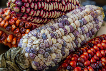 Andean maize varietes - macro