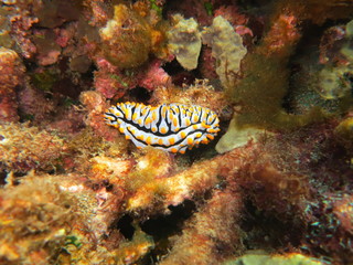 Babosa de mar en el coral