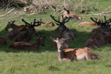 Balade à Richmond Park - Londres HD Photos