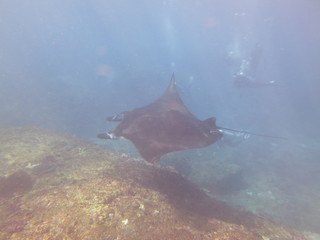 Manta raya nadando  © xavier