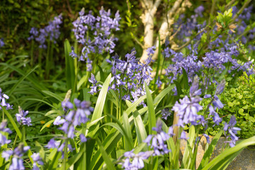 blue flowers in the garden