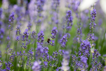 Blooming lavender in a field