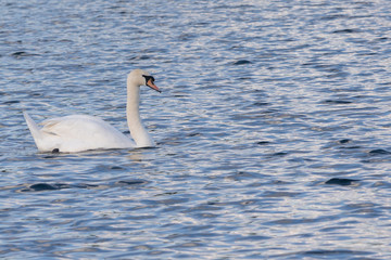White Swan on water in central london