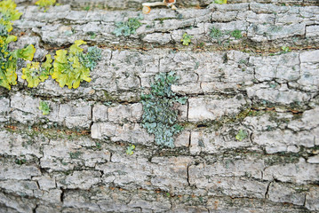  green moss on the bark of a tree