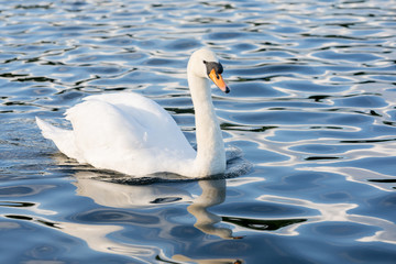 White Swan on water in central london