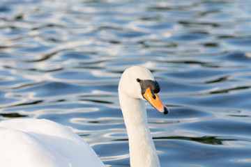 White Swan on water in central london