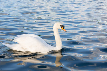 White Swan on water in central london