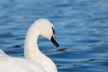 White Swan on water in central london