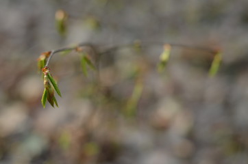 leaves in spring