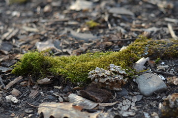 green moss on the rocks