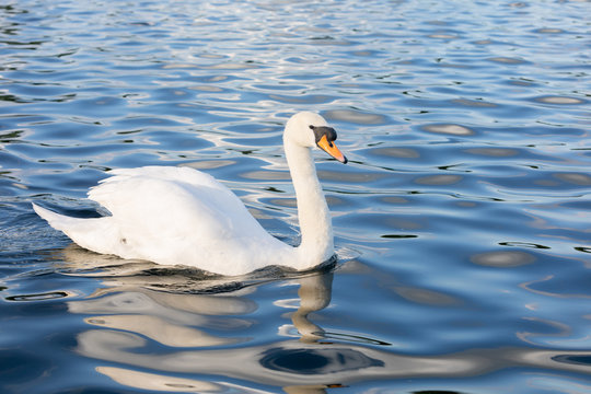 White Swan on water in central london