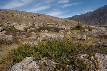 Russia. Juniper is a sacred plant of the Altai Mountains, which is necessarily present in almost all the rituals of the Altai people. They believe in its special purifying power. This is the most sacr