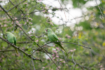 Birds in Kensingon garden - London