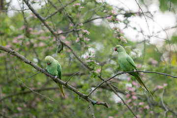 Birds in Kensingon garden - London