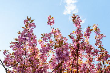 Sakura - Cherry blossom, Antwerp, Belgium