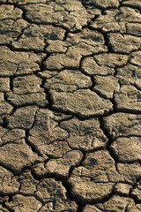 yellow dry land