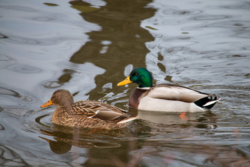 Fototapeta premium Patos
