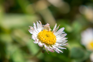 Fototapeta premium Florecillas