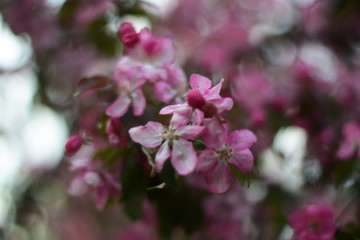Obraz premium Pink flowers in the park
