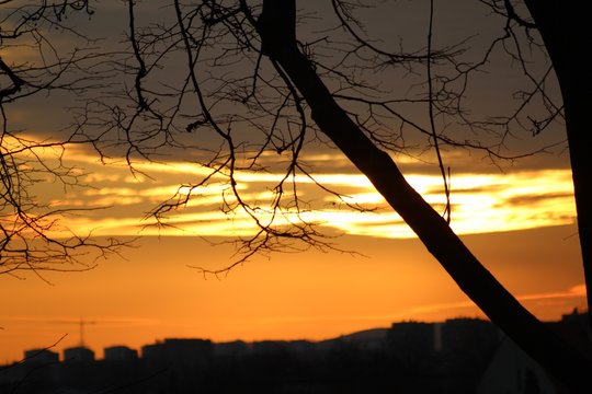 Zach&oacute;d słońca i dzewo