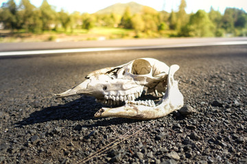 Fototapeta na wymiar animal skull on the road