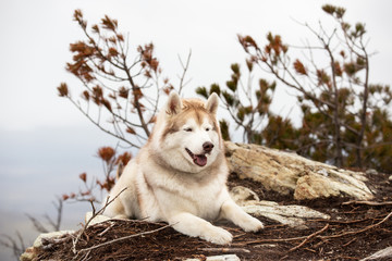 Gorgeous and happy beige and white Siberian husky dog lying on the mountain. A dog on a natural background.