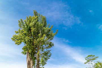 Green Tree background cloudy sky for design work.