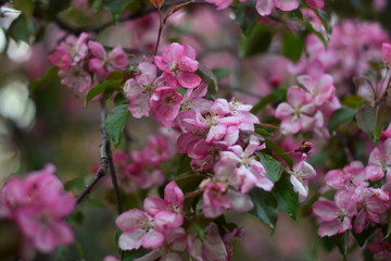 pink flowers in a garden