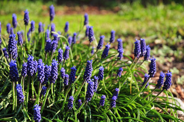 blue grape hyacinths growing in spring garden