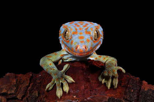 Portrait of a Tokay gecko, West Java, Indonesia