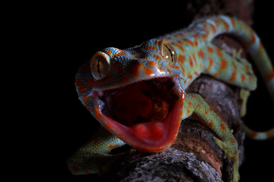 Portrait of a Tokay gecko, West Java, Indonesia