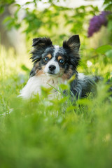 Miniatur australian shepherd dog under a lilac