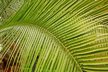 Beautiful petals of tropical palm closeup
