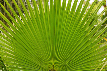 Fototapeta premium Beautiful petals of tropical palm closeup