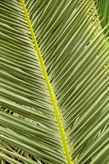 Beautiful petals of tropical palm closeup