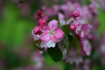 Fototapeta na wymiar flower in garden