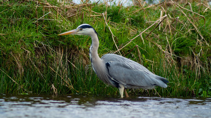 Large Grey Heron, Ardeidae, Single Bird Close Up, eyeline low angle view, searching for food on riverbank