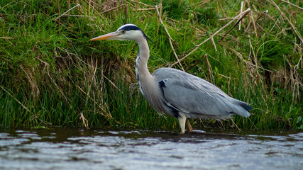 Large Grey Heron, Ardeidae, Single Bird Close Up, eyeline low angle view, searching for food on riverbank