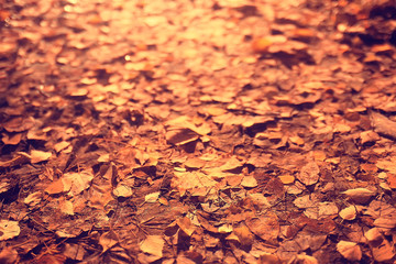 fallen leaves background / autumn background yellow leaves fallen from a tree