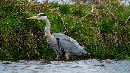 Large Grey Heron, Ardeidae, Single Bird Close Up, eyeline low angle view, searching for food on riverbank